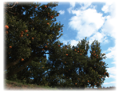 果樹園の木の写真